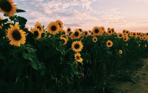 sunflower-summer-tumblr